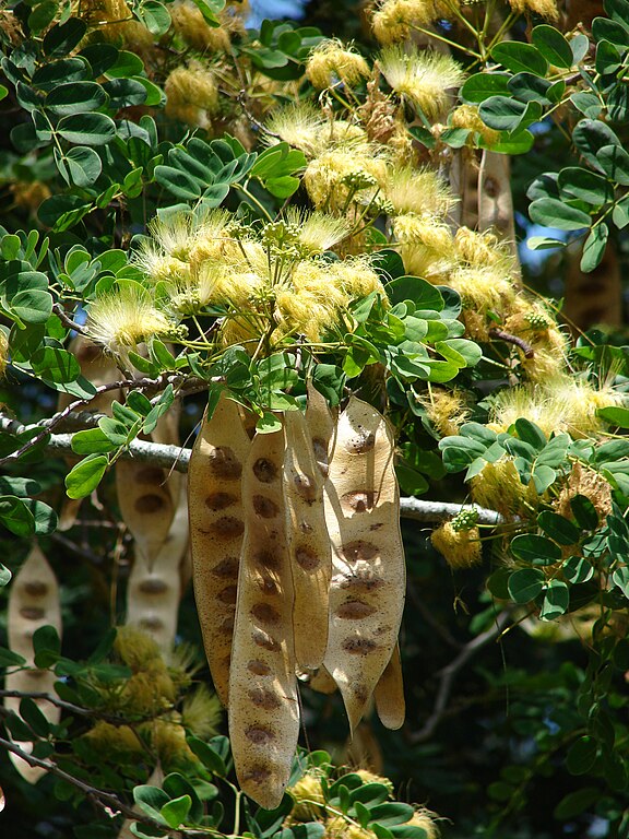 Albizia lebbeck (Woman’s Tongue Tree)